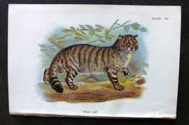 Lloyd 1896 Antique Print. Wild Cat 08