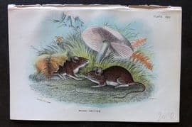 Lloyd 1896 Antique Print. Wood Mouse 22