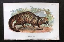 Lloyds 1896 Antique Print. African Civet 27