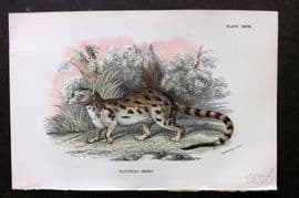 Lloyds 1896 Antique Print. Blotched Genet 28