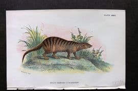 Lloyds 1896 Antique Print. Broad Banded Cusimanse 32