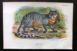 Lloyds 1896 Antique Print. Caffre Cat 19
