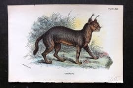 Lloyds 1896 Antique Print. Caracal 23