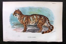 Lloyds 1896 Antique Print. Clouded Leopard 09