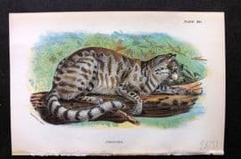 Lloyds 1896 Antique Print. Colocolo 21