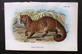 Lloyds 1896 Antique Print. Common Palm Civet 30