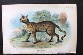 Lloyds 1896 Antique Print. Desert Cat 22