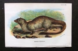 Lloyds 1896 Antique Print. Egyptian Mongoose 31
