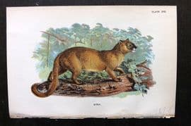 Lloyds 1896 Antique Print. Eyra 18