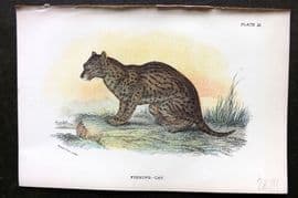 Lloyds 1896 Antique Print. Fishing Cat 11