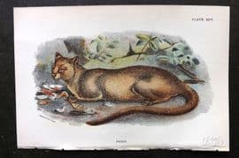 Lloyds 1896 Antique Print. Fossa 26