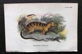 Lloyds 1896 Antique Print. Hardwicke's Hemigale 29
