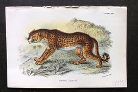 Lloyds 1896 Antique Print. Hunting Leopard 25