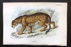 Lloyds 1896 Antique Print. Jaguar 07