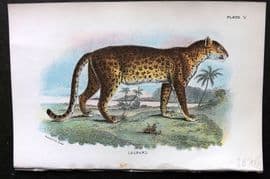 Lloyds 1896 Antique Print. Leopard 05