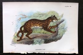 Lloyds 1896 Antique Print. Leopard Cat 12