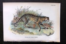 Lloyds 1896 Antique Print. Leopard Cat (Javan Variety) 13