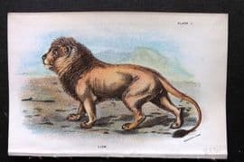 Lloyds 1896 Antique Print. Lion 01
