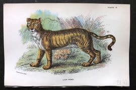 Lloyds 1896 Antique Print. Lion-Tiger 03