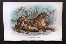 Lloyds 1896 Antique Print. Lioness and Cubs 02