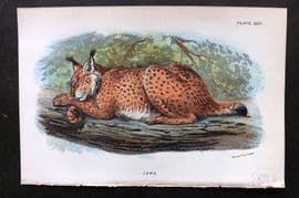 Lloyds 1896 Antique Print. Lynx 24