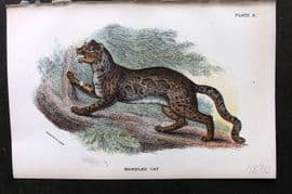 Lloyds 1896 Antique Print. Marbled Cat 10