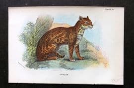 Lloyds 1896 Antique Print. Ocelot 15