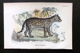 Lloyds 1896 Antique Print. Ocelot 16
