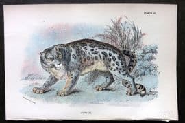 Lloyds 1896 Antique Print. Ounce 06