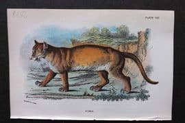 Lloyds 1896 Antique Print. Puma 08