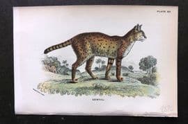 Lloyds 1896 Antique Print. Serval 14