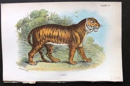 Lloyds 1896 Antique Print. Tiger 04