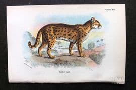 Lloyds 1896 Antique Print. Tiger Cat 17