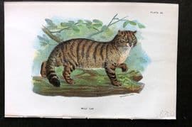 Lloyds 1896 Antique Print. Wild Cat 20