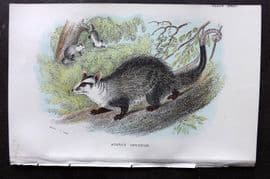 Lloyds - Australia Native 1896 Print. Azara's Opossum