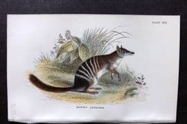 Lloyds - Australia Native 1896 Print. Banded Anteater