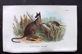 Lloyds - Australia Native 1896 Print. Black-Tailed Wallaby