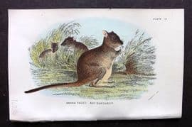 Lloyds - Australia Native 1896 Print. Brush Tailed Rat-Kangaroo