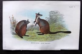 Lloyds - Australia Native 1896 Print. Brush Tailed Rock Wallaby