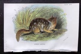 Lloyds - Australia Native 1896 Print. Common Dasyure