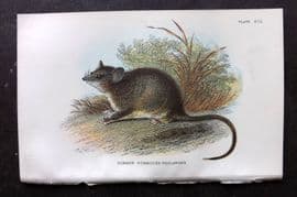 Lloyds - Australia Native 1896 Print. Common Dormouse-Phalanger