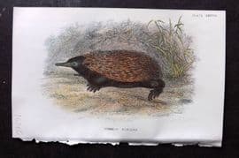 Lloyds - Australia Native 1896 Print. Common Echnida
