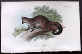 Lloyds - Australia Native 1896 Print. Common Phalanger