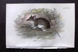 Lloyds - Australia Native 1896 Print. Common Piuched Mouse