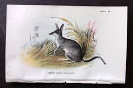 Lloyds - Australia Native 1896 Print. Common Rabbit-Bandicoot