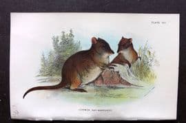 Lloyds - Australia Native 1896 Print. Common Rat Kangaroo