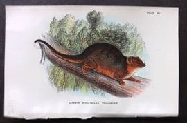 Lloyds - Australia Native 1896 Print. Common Ring Tailed Phalanger