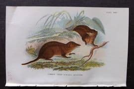 Lloyds - Australia Native 1896 Print. Common Three-Striped Opossum