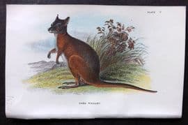 Lloyds - Australia Native 1896 Print. Dama Wallaby