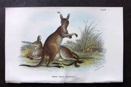 Lloyds - Australia Native 1896 Print. Great Grey Kangaroo